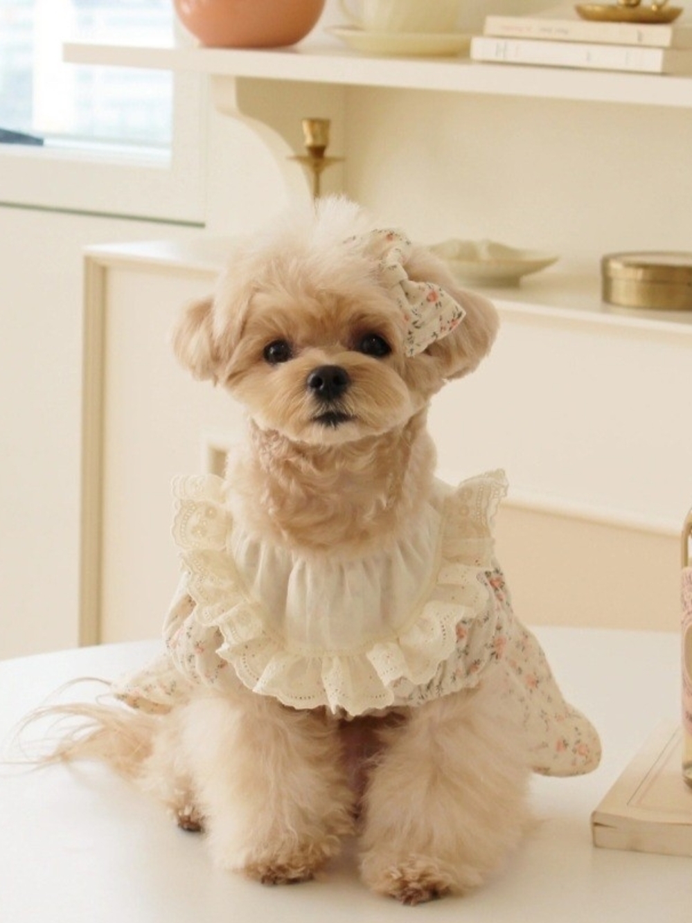 CokeMill Korean Floral Romantic Dog Dress